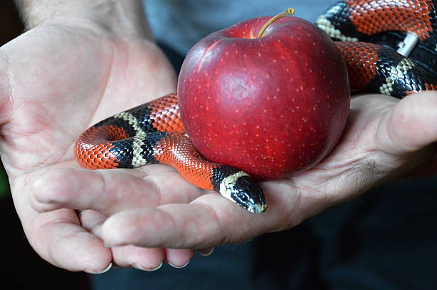 cobra e fruto proibido - snake apple liar bible imagens e fotografias de stock