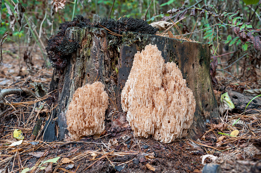 Coral mushroom (Hericium coralloides) growing on the old tree  in autumn wood of Kiev Region, Ukraine