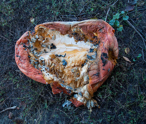 beschädigte kürbis auf grünem gras - rotting food mold fruit stock-fotos und bilder