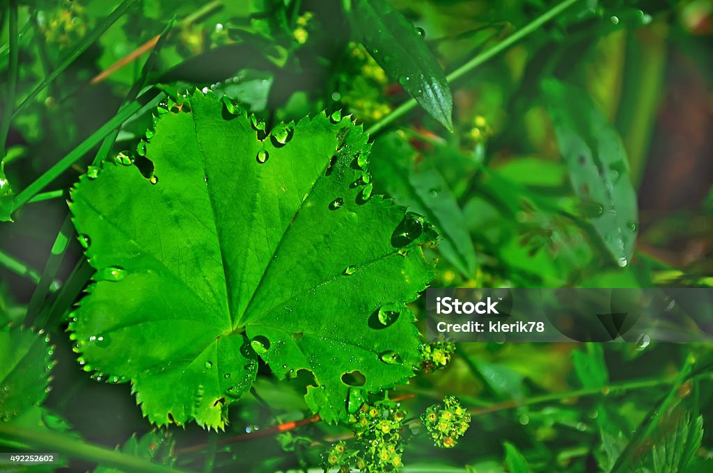 Green leaf with water drops, macro, nature eco background Green leaf with water drops, macro, nature eco background, Ukraine 2015 Stock Photo