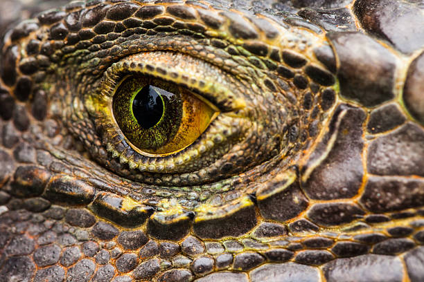istock eye of a Green Iguana 492252900