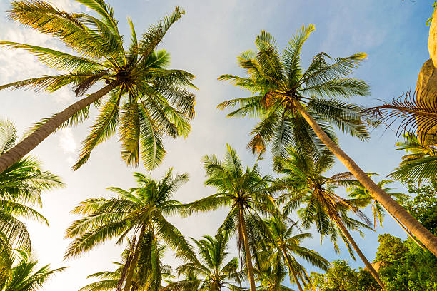 istock Beautiful uprisen angle view of coconut palm tree. 492252924