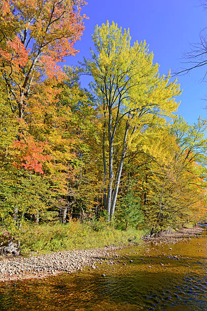 istock Autumn foliage, along river, Adirondacks, New York 492253420