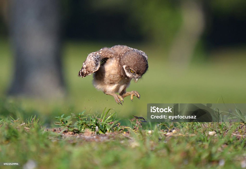 Jumping bird 2015 Stock Photo