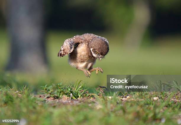 Jumping Bird Stock Photo - Download Image Now - 2015, Animal, Animals In The Wild