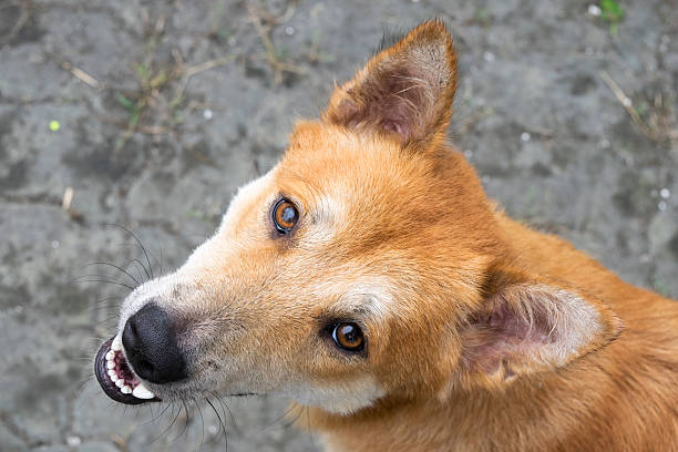 istock Close up Head stray dog - male 492254746