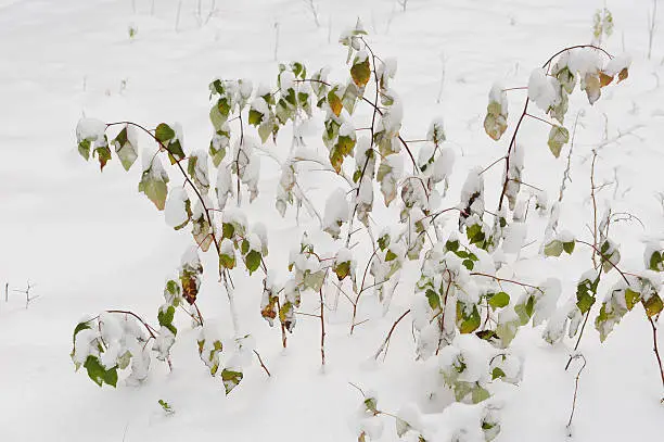 raspberry-bushes covered by the first snow.