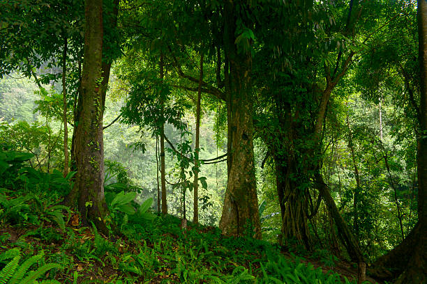 selva tropical en tailandia - tropical rainforest thailand root waterfall fotografías e imágenes de stock