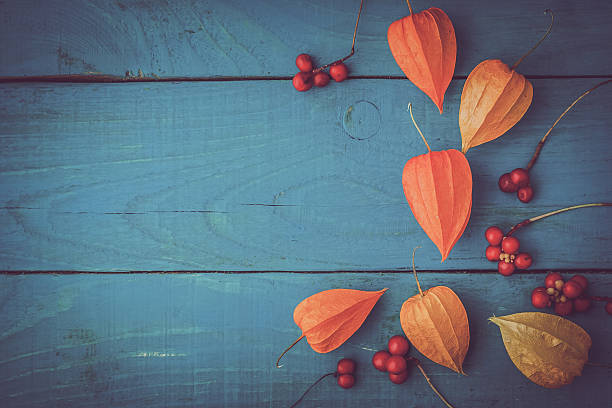 istock Orange physalis with red berries on the  wooden cyan table 492256432