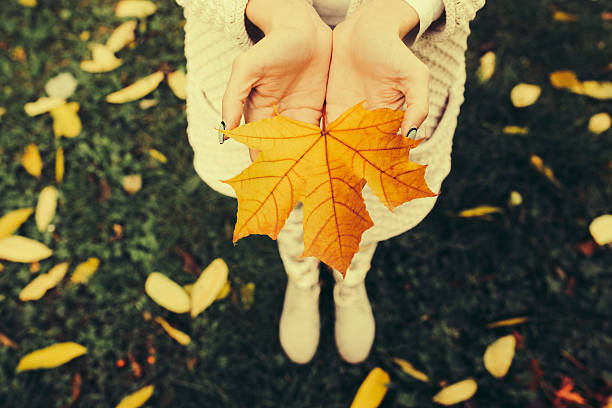 istock Autumn leaves in girl hands 492257124