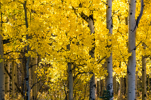 Fall in Kananaski's Country