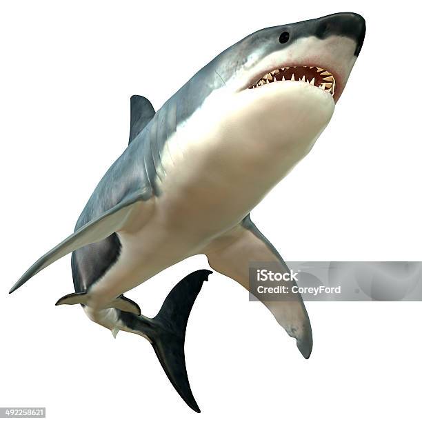 Great White Shark Body Stock Photo - Download Image Now - Great White Shark, Shark, Animal