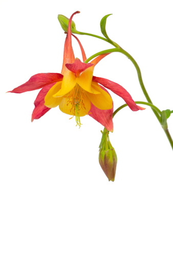 yellow and red columbines isolated on white