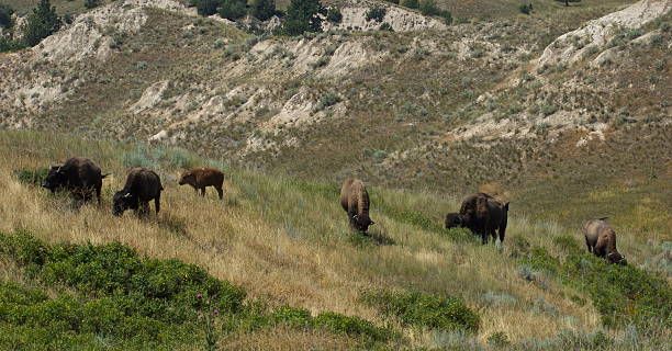 six montana bison - flathead national forest photos et images de collection