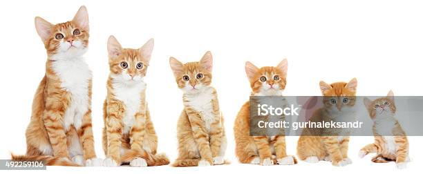 Kitten Looking Stock Photo - Download Image Now - Growth, Domestic Cat, Kitten