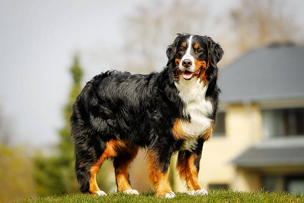 Bernese mountain dog Purebred berner sennenhund, taken outside during spring/summer time. bernese mountain dog photos stock pictures, royalty-free photos & images