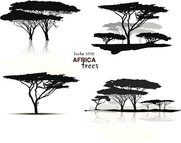 sylwetka drzewa afryki - african baobab stock illustrations