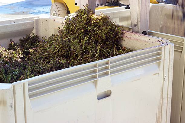 istock Pinot noir stems after grapes are crushed for making wine 492261076