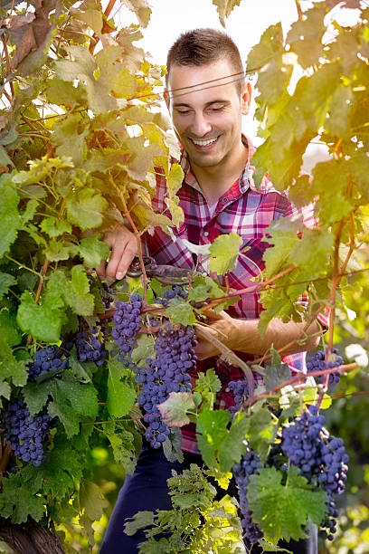 Man harvesting grapes