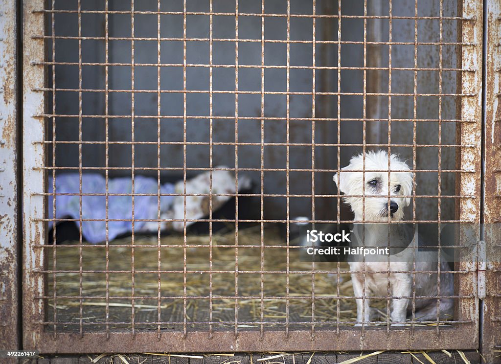 Dog in cage A dog in an animal shelter, waiting for a home Animal Stock Photo