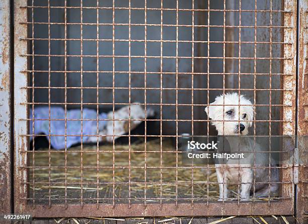 Dog In Cage Stock Photo - Download Image Now - Animal, Animal Body Part, Animal Eye