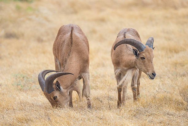 dziki owca - paridigitate mammals zdjęcia i obrazy z banku zdjęć