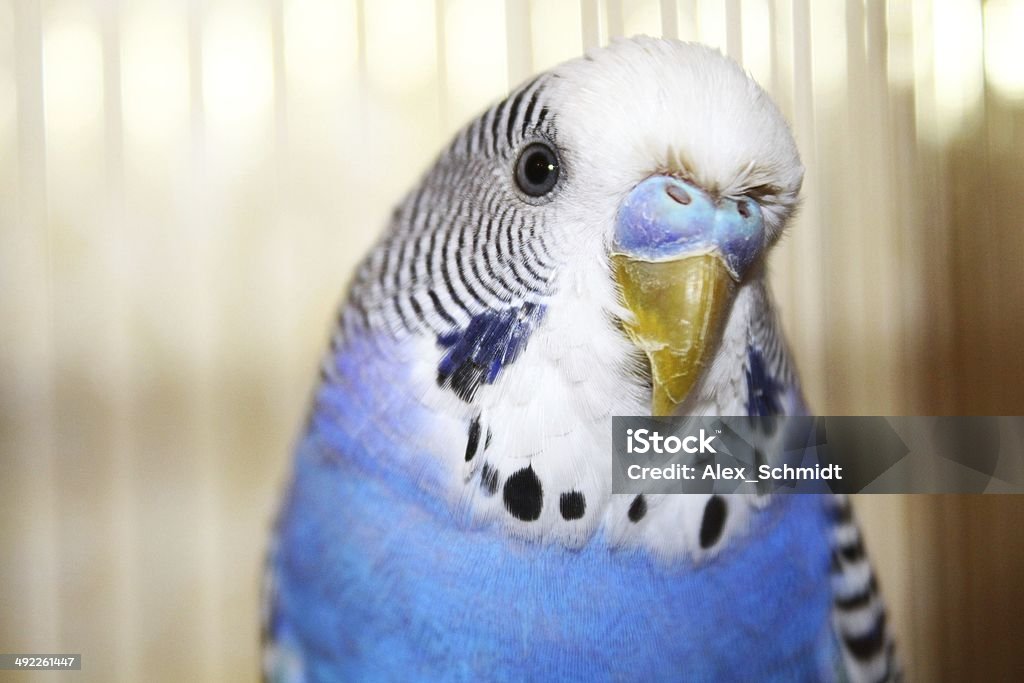 Young blue budgerigar portrait A close-up photo of Young blue budgerigar portrait Budgerigar Stock Photo