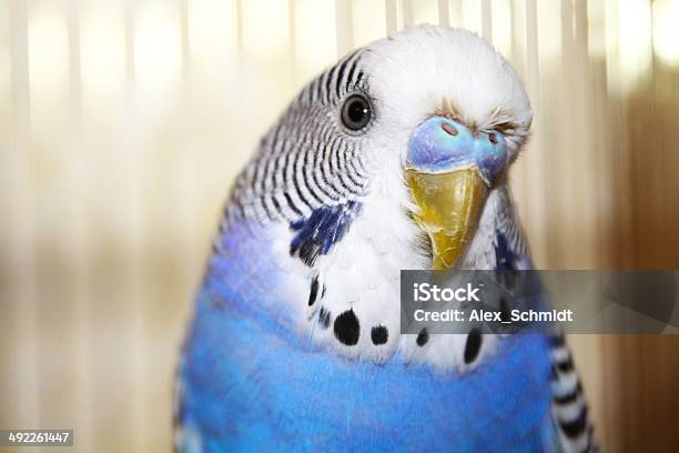 Young Blue Budgerigar Portrait Stock Photo - Download Image Now - Budgerigar, Animal, Animal Body Part