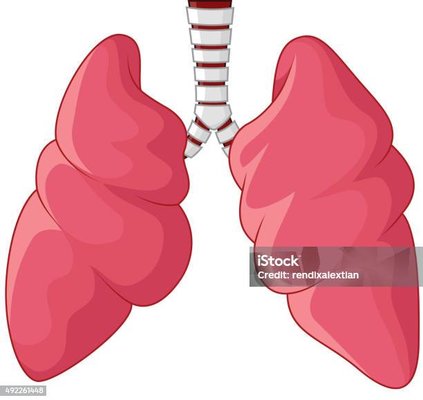 Vetores de Dos Pulmões Respiratório Humano e mais imagens de 2015 - 2015, Anatomia, Biologia