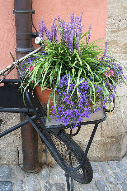 istock Bike with Lavender 492261479