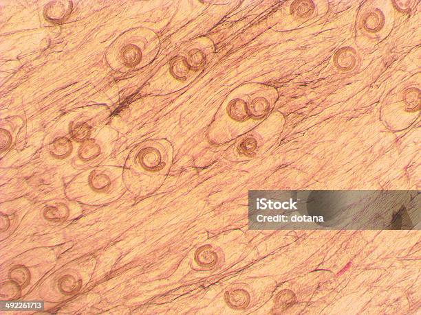 Портативный трихинеллоскоп ПТ-101