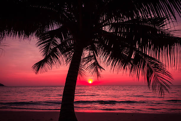 istock palm trees silhouette on sunset tropical beach. 492261773