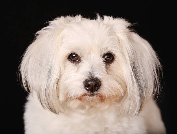 Tulear dog cotton Studio shot of little white purebred Coton de Tulear dog. coton de tulear stock pictures, royalty-free photos & images