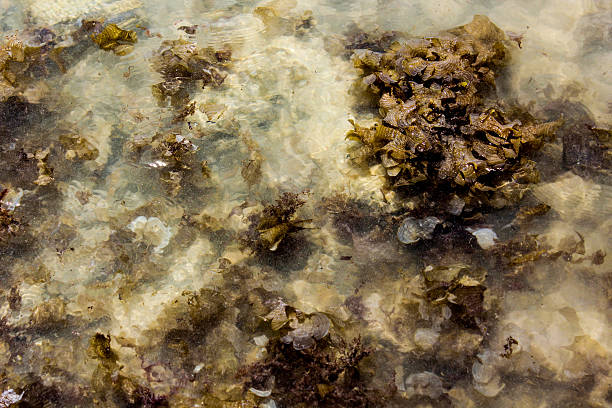 istock Seaweed Shallow water. 492262330
