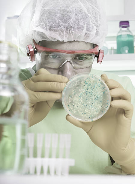 microbiologist arbeitet mit bakterien- kolonien - genetic research e coli petri dish genetic modification stock-fotos und bilder