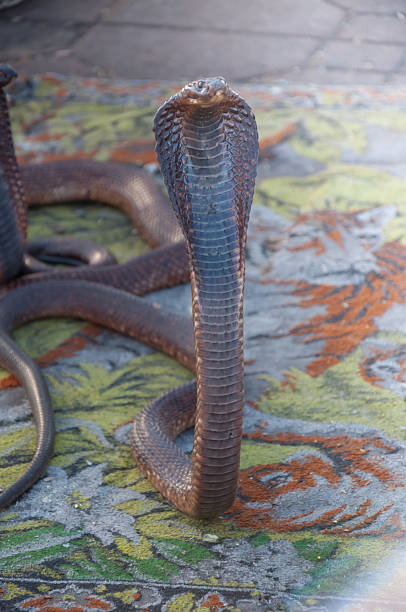 istock in front of a cobra 492263089