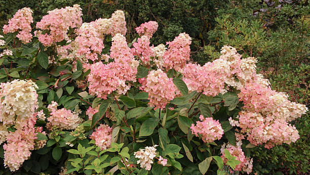 수국 paniculata 레스토랑인 vanille fraise'rehny' - ornamental garden multi colored white pink 뉴스 사진 이미지