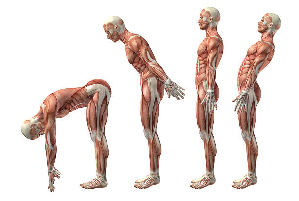 3 d 医療スタイルをトランク flexion 、延長および hyerexten - strength skinless muscular build human muscle ストックフォトと画像