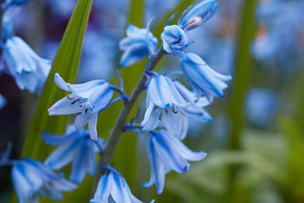 istock English bluebells 492263835