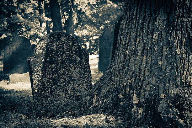 stary cemeteries-tombstone przez drzewa - colortones zdjęcia i obrazy z banku zdjęć