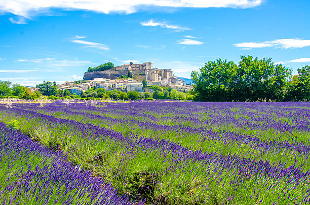 istock Provence lavender fields in France 492264117