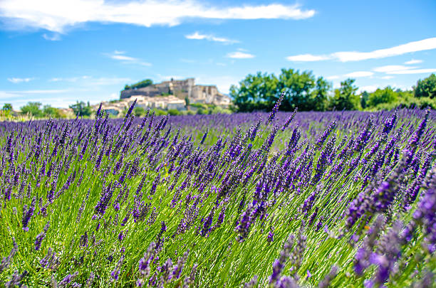istock Provence lavender fields in France 492264123