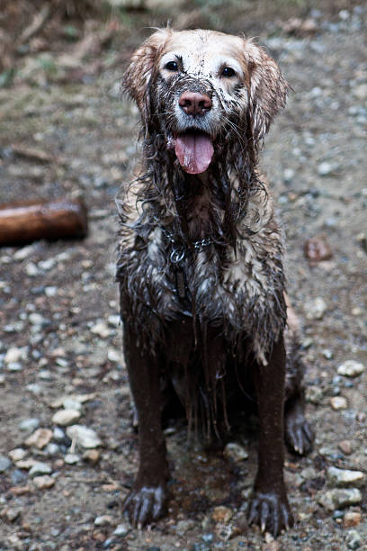 muddy golden retriever - mud stock-fotos und bilder