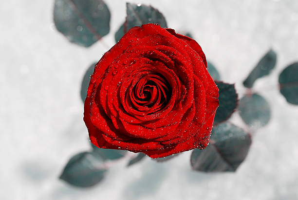 istock Perfect red rose in fresh snow. 492264439