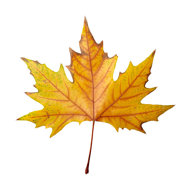 istock leaf autumn fall seasonal nature 492264573