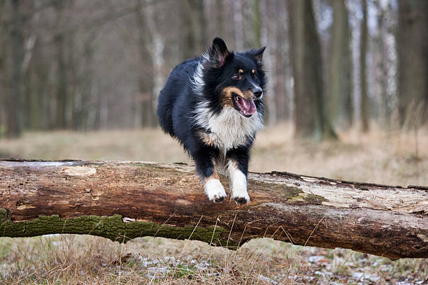 istock outdoor australian shepherd portrait 492265331