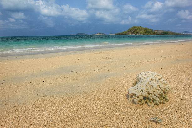 istock Crabs and coral on the beach 492265407