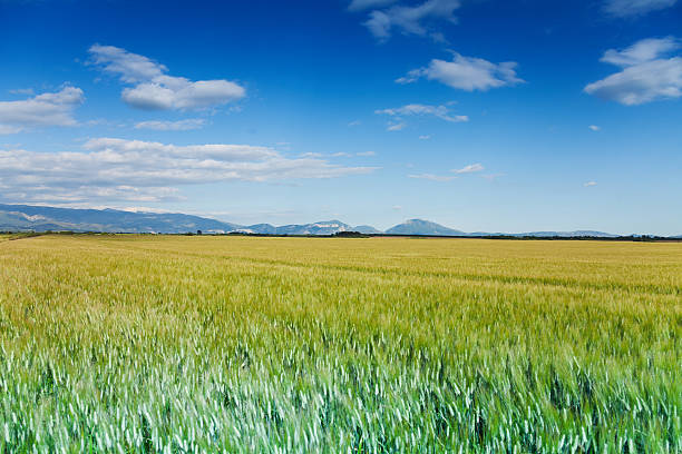 istock Green and yellow field with horizon in summer 492265925