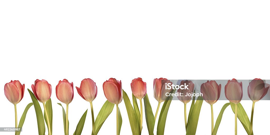 Pink tulips Isolated pink tulips in a row Border - Frame Stock Photo