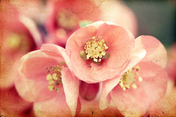 istock Pink flowers on vintage background 492266011